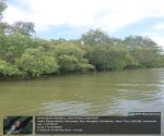 Kondisi perairan dan daerah vegetasi sungai