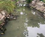 Kondisi Sungai Kalikepiting Mulyorejo Surabaya yang tercemar oleh limbah domestik warga sekitar