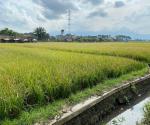 Sawah Jl. Akordion